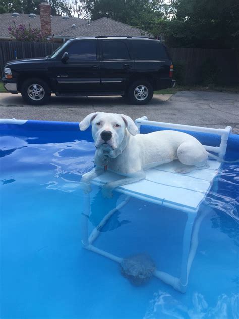 Image result for above ground pool dog ramp Dog pool ramp, Dog pool