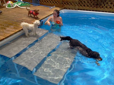 Above Pool, Dog ramp, Pool stairs, diy Dog Ramp, Labrador, Above Ground