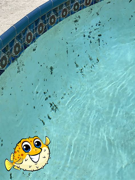How To Fix My Green Pool Water Wells Feence